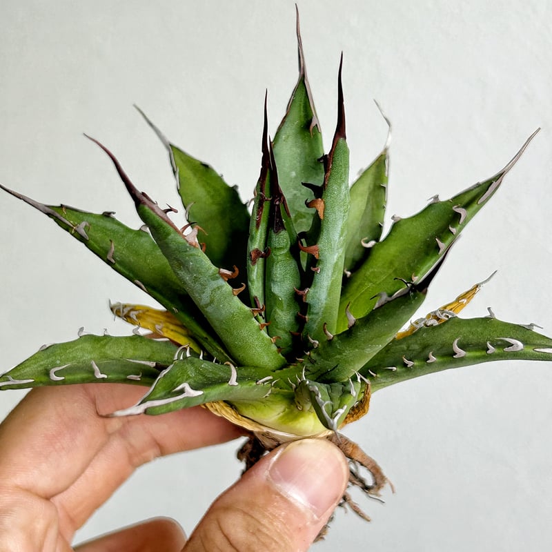 ジ*ナ様 アガベ 妖炎×ホリダ 台湾余氏HBY ジ*ナ様 アガベ 妖炎×ホリダ 台湾余氏HBY アガベ モンタナ アガベ・