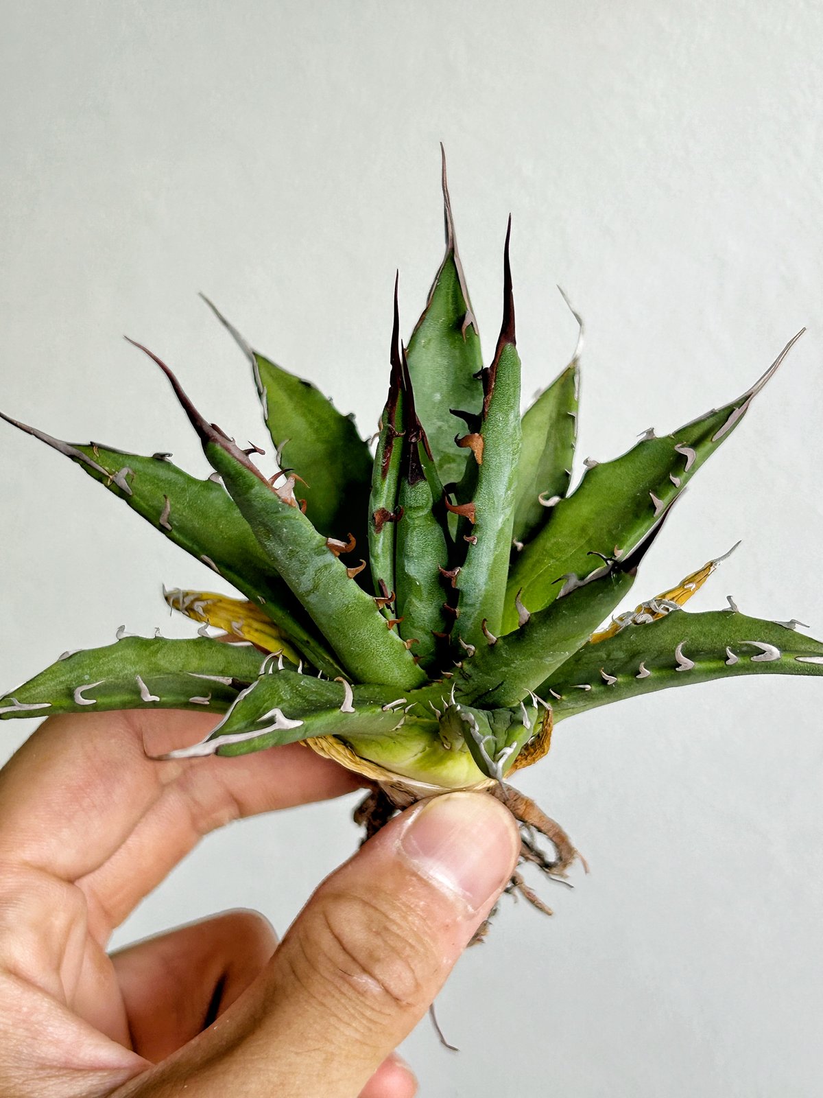 アガベ ホリダ×妖炎 ハイブリッド | アガベ専門店 Heart plants.