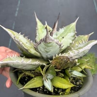 アガベ イシスメンシスハイブリッド 青葉 | Heartplants