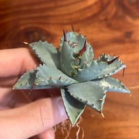 アガベ 鰐亀 裏表ブツブツ 裏棘 子株 | アガベ専門店 Heart plants.