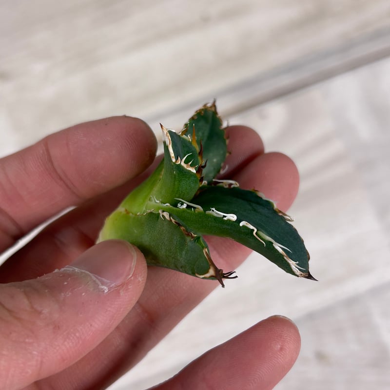 アガベ 穿山甲 センザンコウ 裏棘 トップ極太 コレクション株 | アガベ