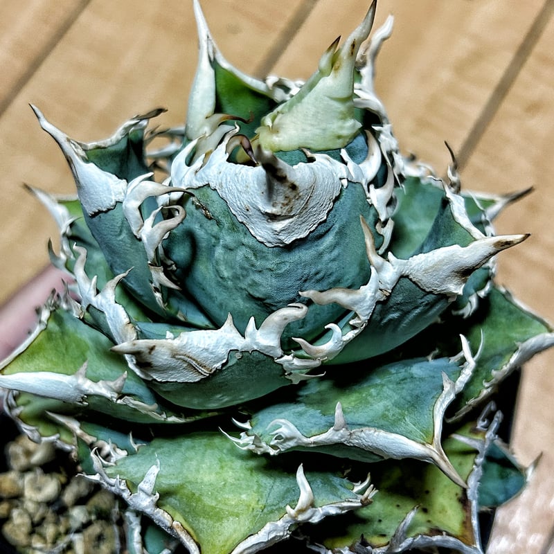 アガベ Heartplantsコレクション白豪棘 子株 オテロイ | アガベ専門店