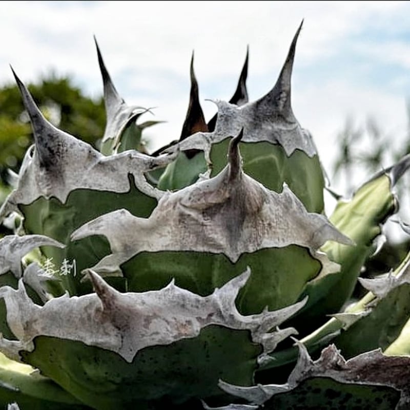 アガベ　チタノタ　キング　皇冠　コレクション株　親株 アガベ チタノタ キング 皇冠 コレクション株 親株 - メルカリ