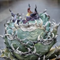アガベ オテロイ 青葉 麻花龍 | アガベ専門店 Heart plants.