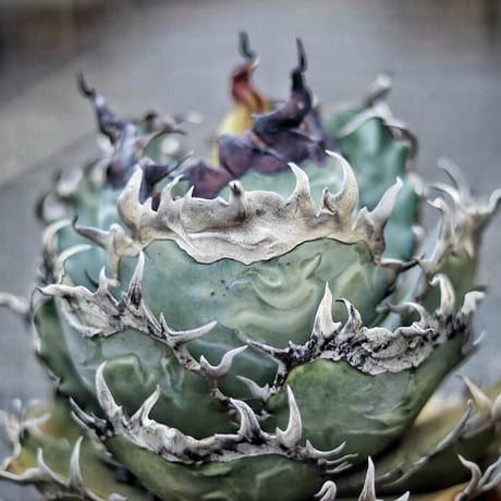 アガベ zenzen CATEGORY Agave | アガベ専門店 Heart plants.