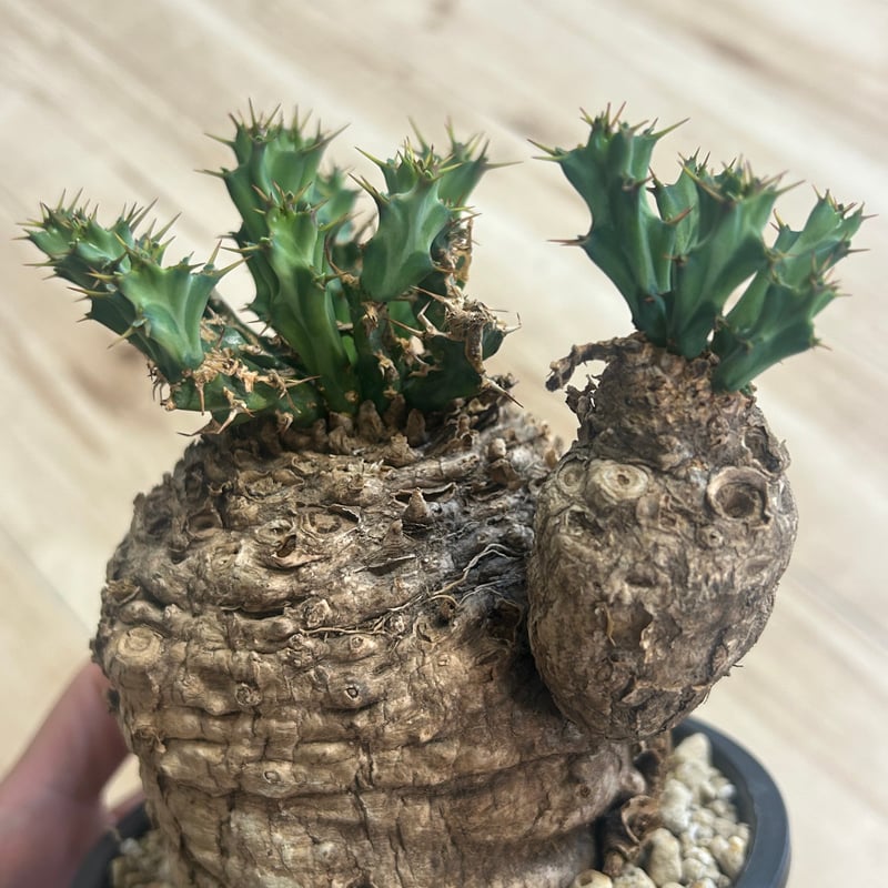 ユーフォルビア クラビゲラ おそらく発根済み | アガベ専門店 Heart