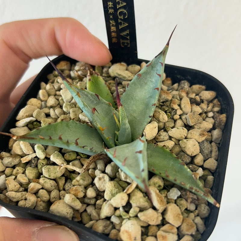 アガべ 妖炎（エボリスピナ）×武蔵巌龍（コロラータ×オテロイ