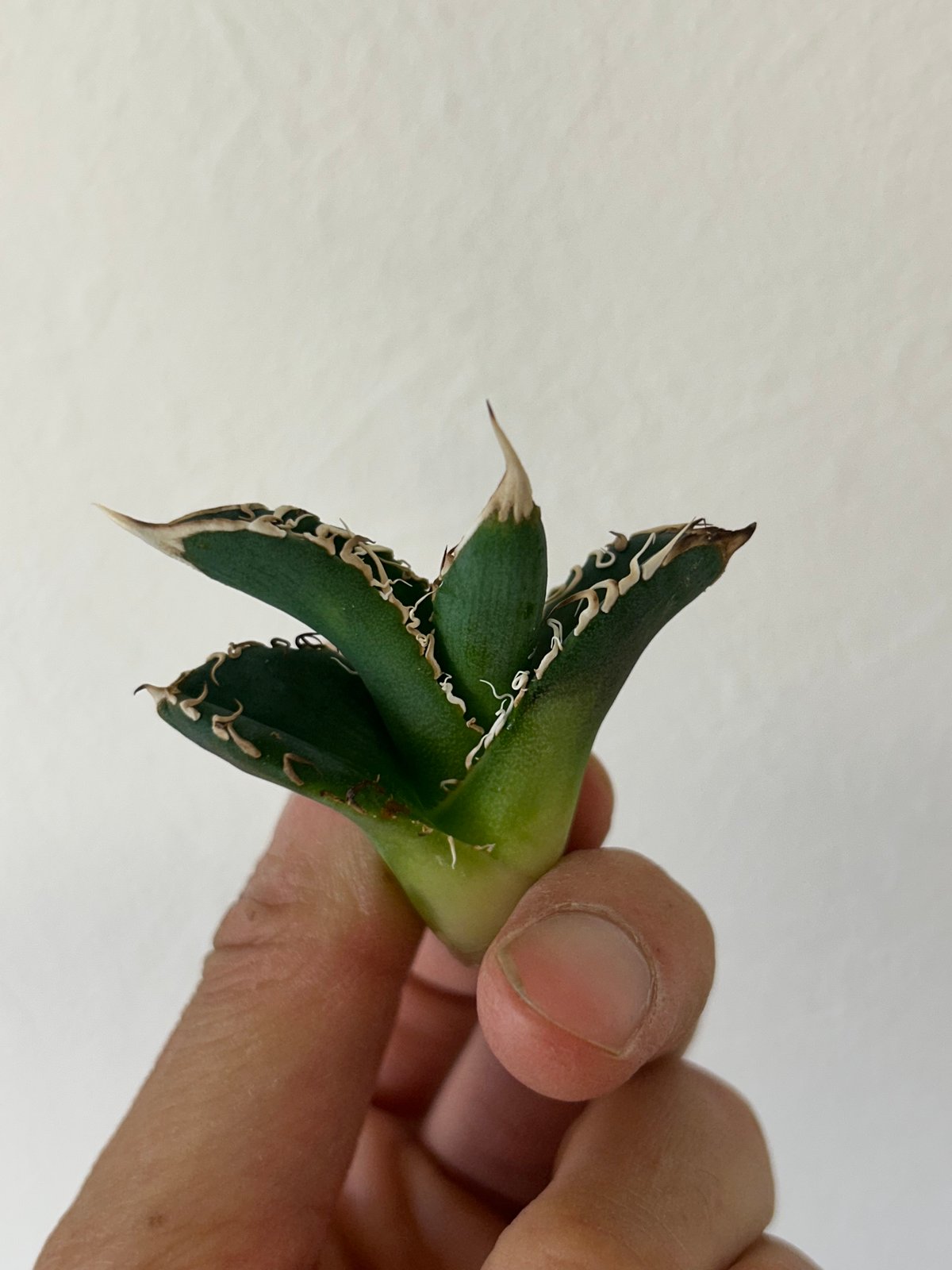 アガベ　穿山甲 子株 アガベ 穿山甲 センザンコウ 裏棘 トップ極太 コレクション株 | アガベ