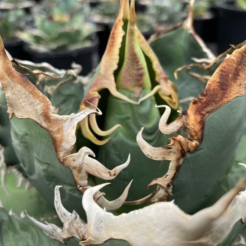 アガベ キングギドラ 龍球会産 【公式通販】