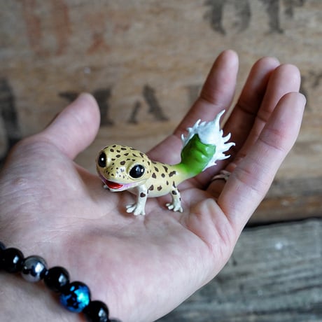 アガべ　Oteroid gecko"ヒョウモンアガベモドキ"