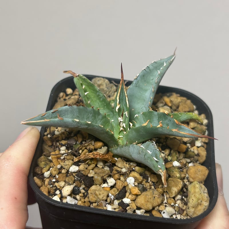 アガベ 妖炎×姫巌龍 ハイブリッド | アガベ専門店 Heart plants.