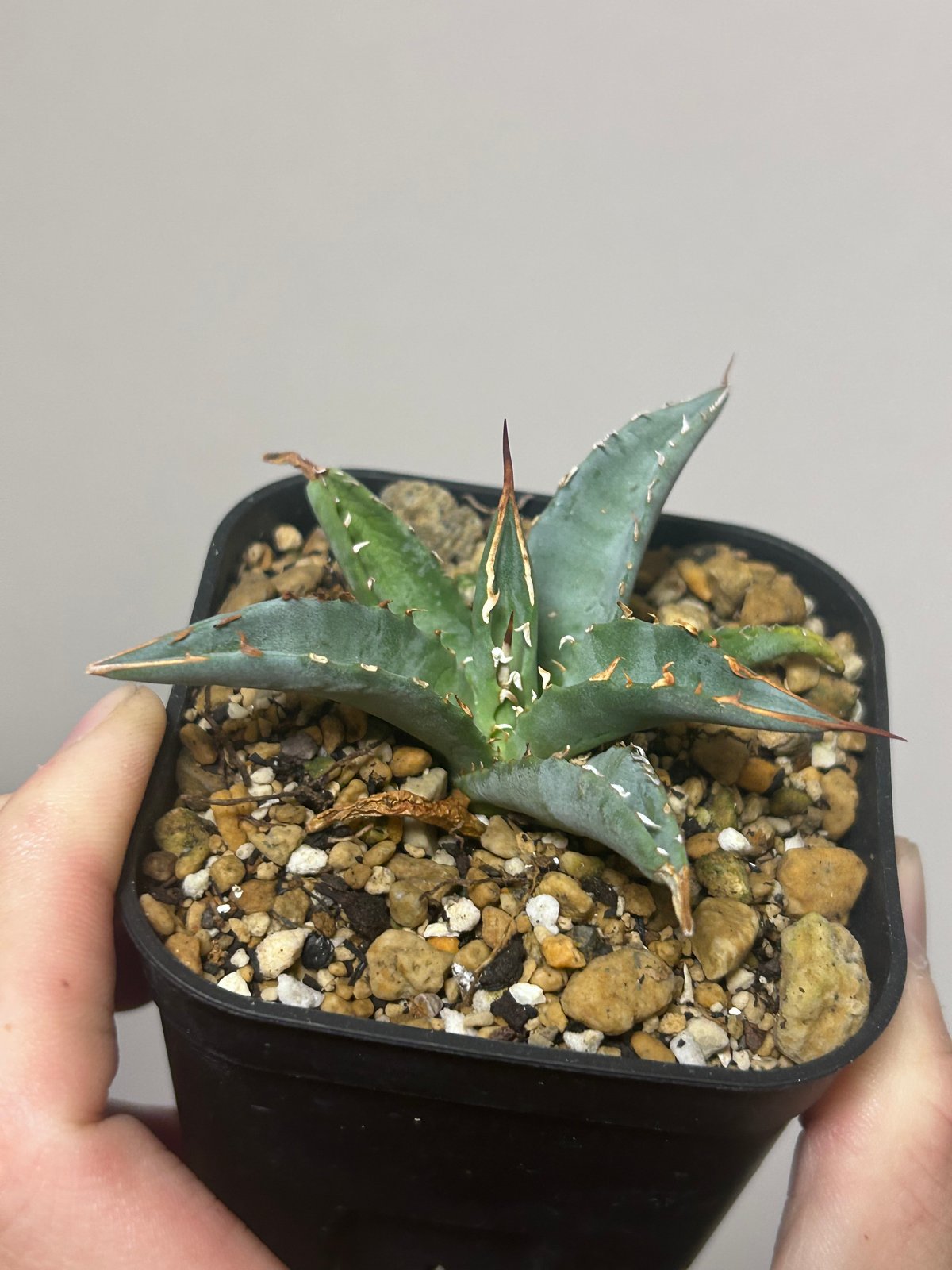 アガベ 妖炎×姫巌龍 ハイブリッド | アガベ専門店 Heart plants.