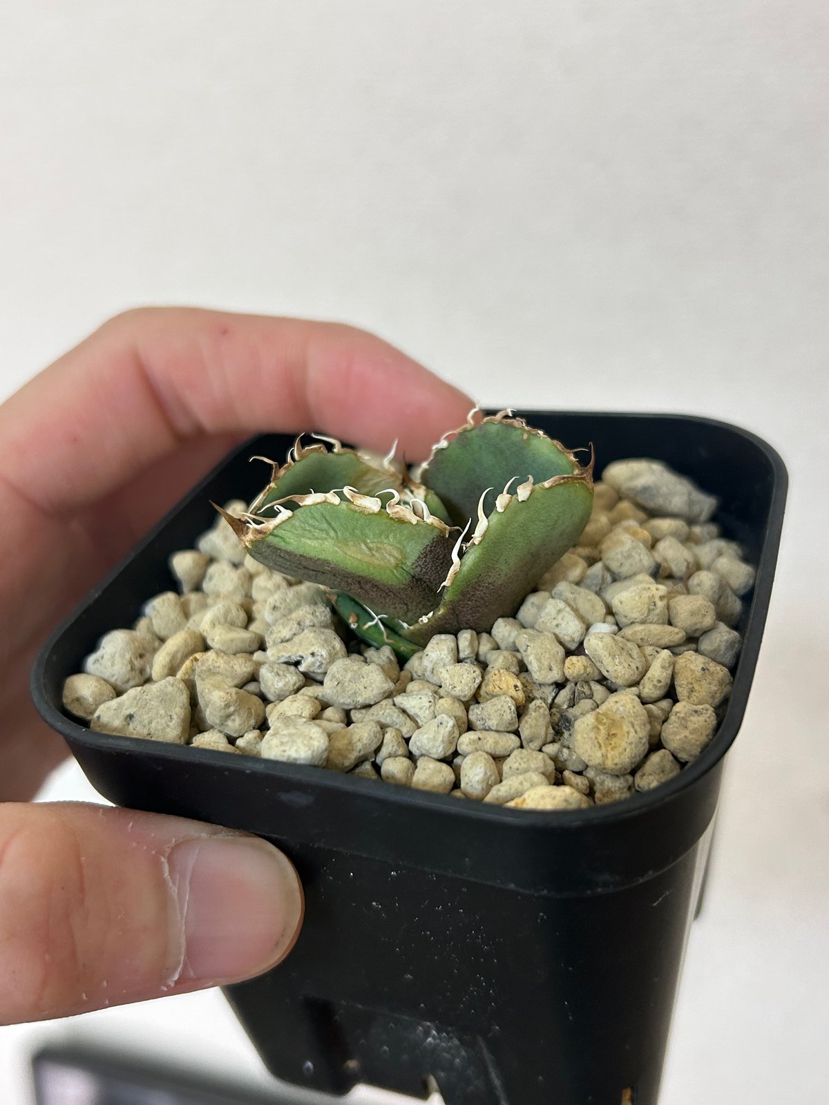 アガベ 蚩尤 OC子株 ブツブツ 裏棘 | アガベ専門店 Heart plants.