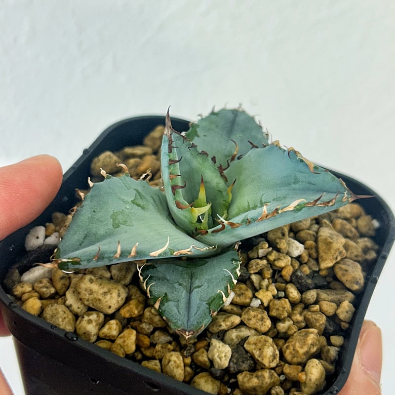 アガベチタノタ　ビースト アガベ・チタノタ ビースト-001（芽）｜agave titanota beast