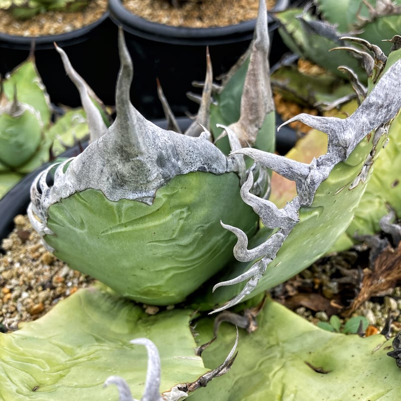 アガベ ヘルニア君 オアハカオテロイ 子株 | アガベ専門店 Heart plants.