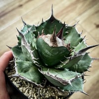 アガベ　オテロイ　緑犀牛　美形個体