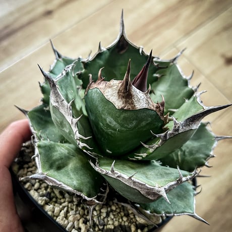 セール | アガベ専門店 Heart plants.