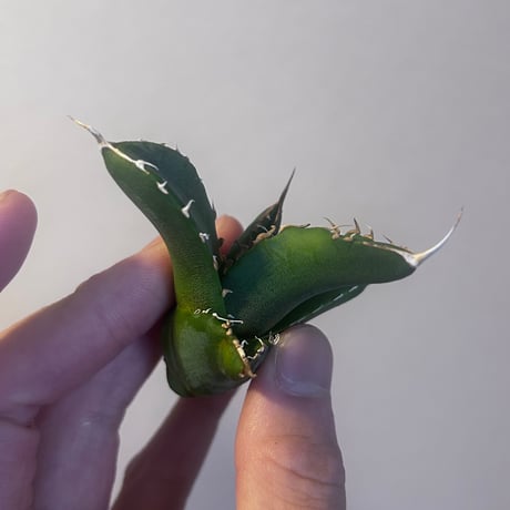 アガべ　Heartplantsコレクション悪魔OC子株