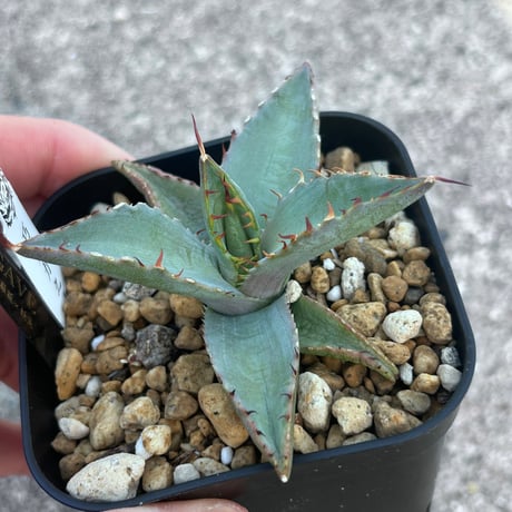 アガベ専門店 Heart plants.
