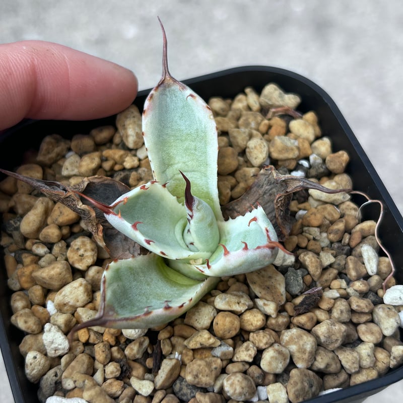アガべ パリー オリザバ 子株 発根済み | アガベ専門店 Heart plants