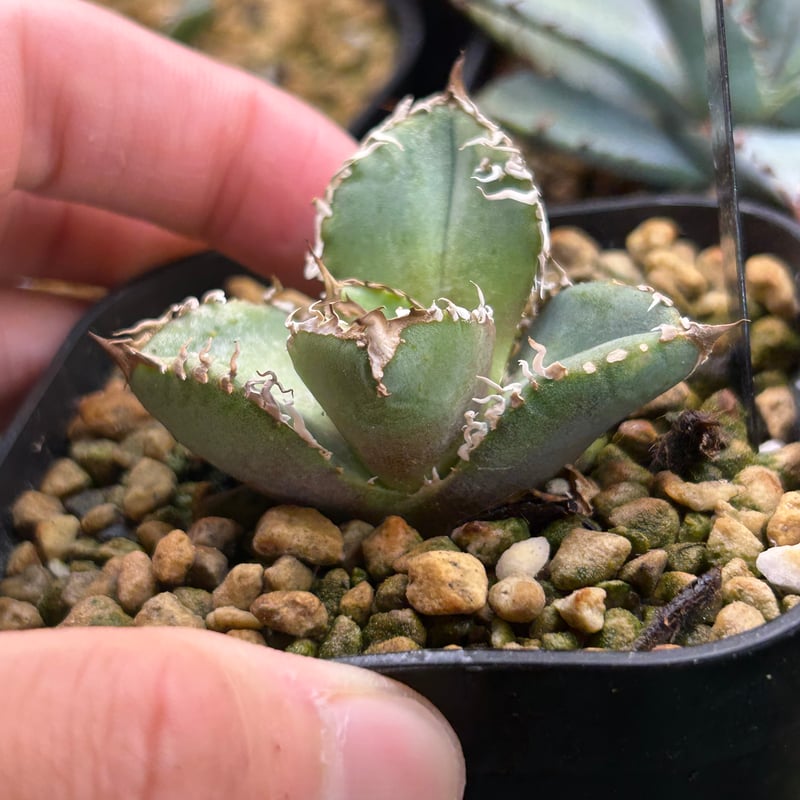 アガベ オテロイ 麻花龍 ブツブツ 青白葉 heart plants産 子株 【公式