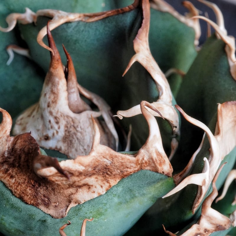 F*物様 親株出品アガベ オテロイ ドロドロ鋸歯 極厚バンド special(o アガベ 超球体 極太鋸歯 HP033 