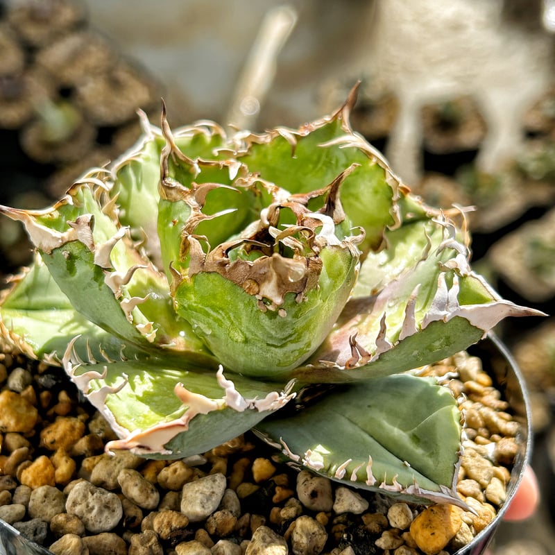 アガベ チタノタ　crown 皇冠 アガベ チタノタ クラウン 皇冠 | GREEN LUCK