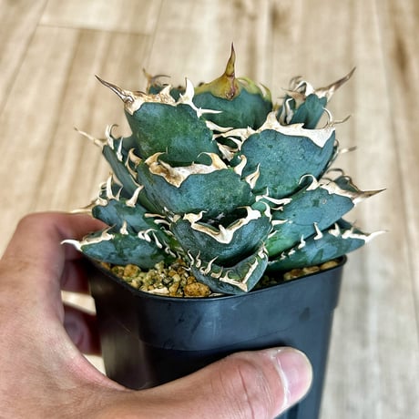 アガベ専門店 Heart plants.