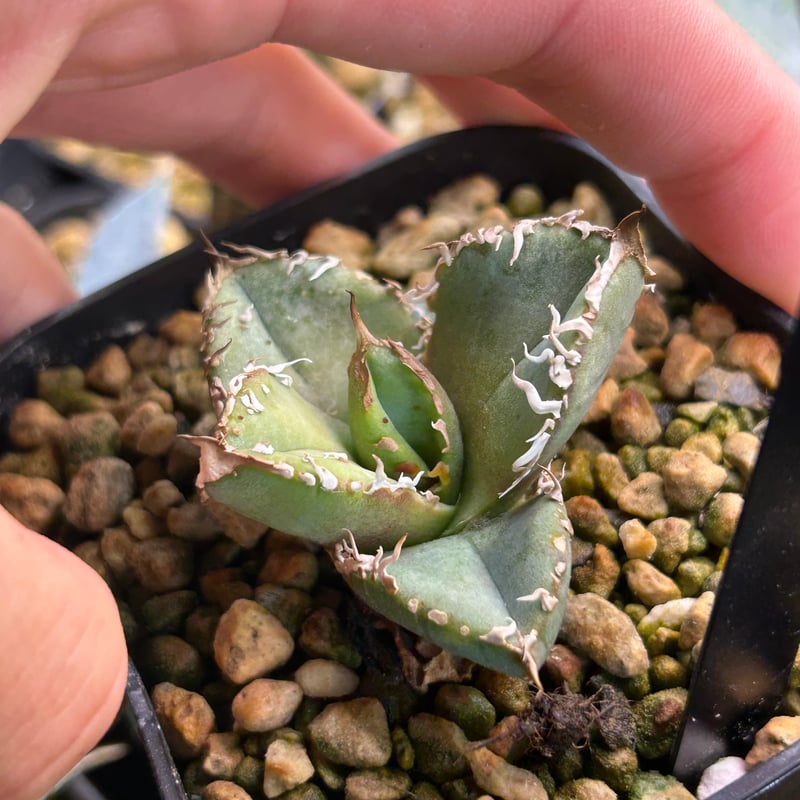 アガベHP031 青葉ブツブツ 子株 | アガベ専門店 Heart plants.