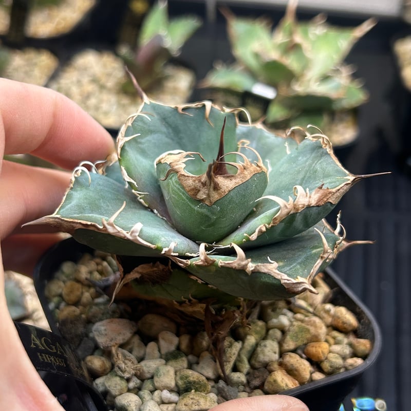 アガベ HP037 チャビー