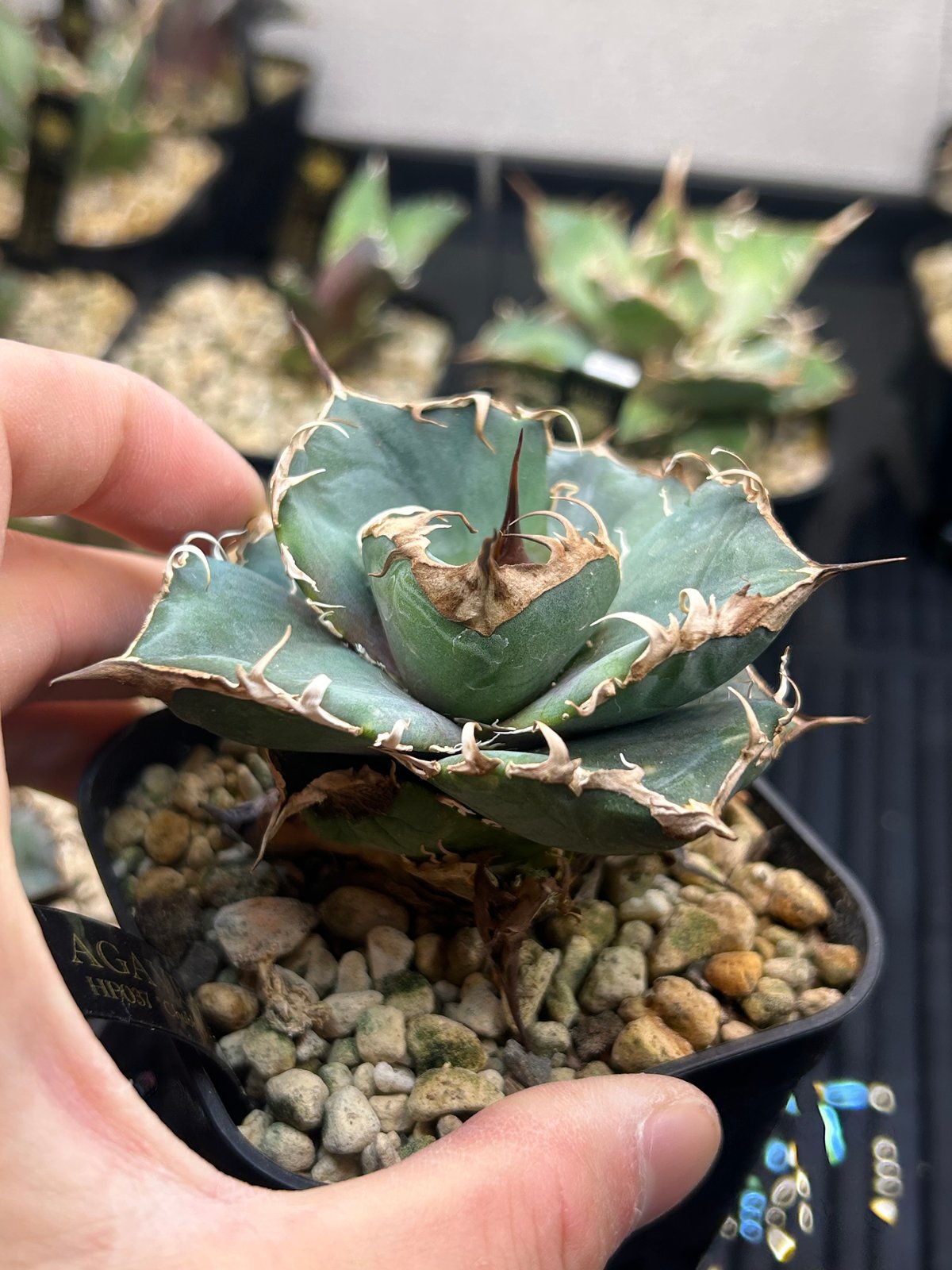 アガベ HP037 チャビー