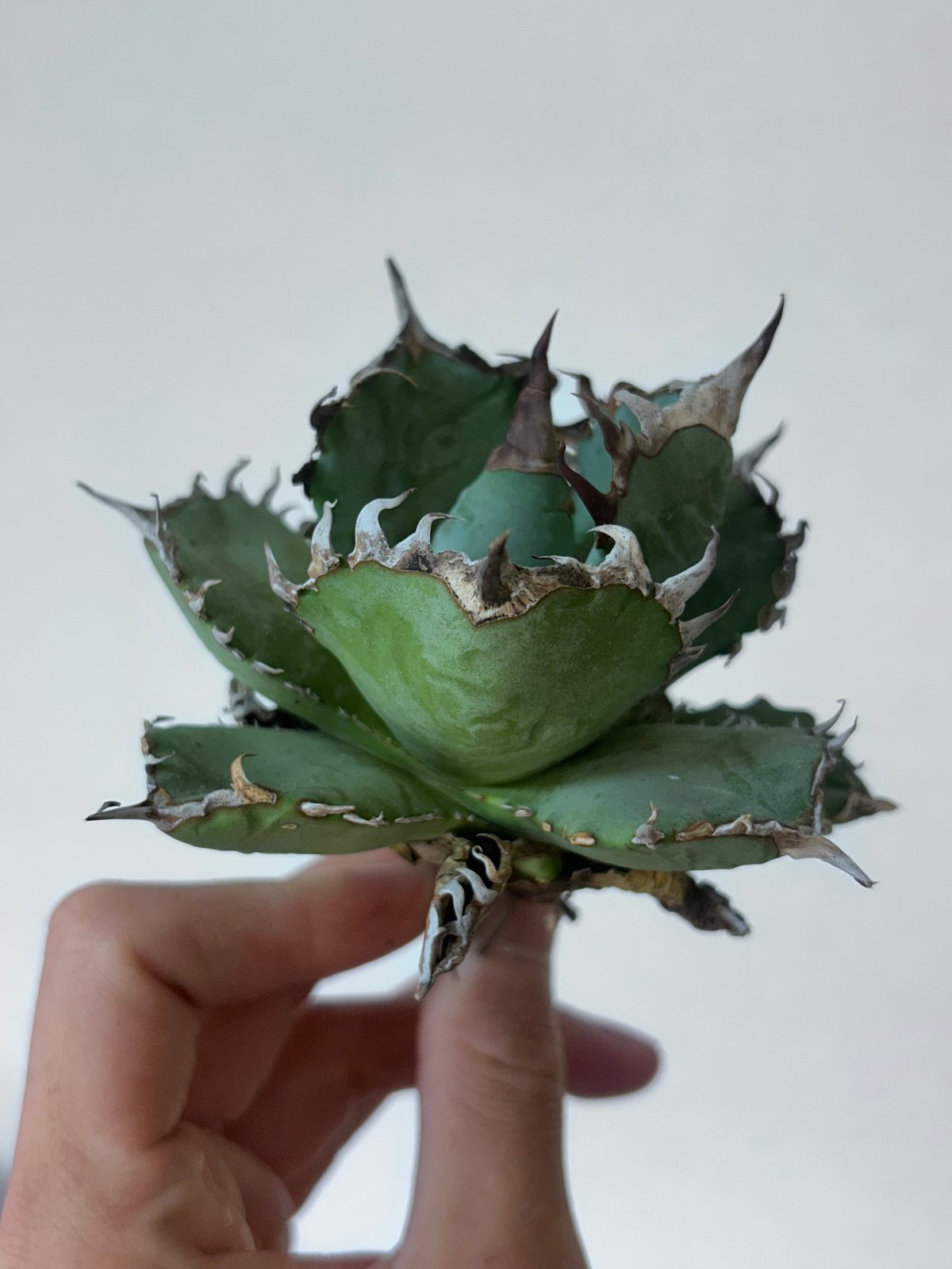 アガベ オテロイ実生 選抜個体 | アガベ専門店 Heart plants.