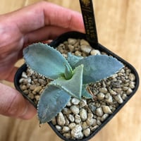 アガベ 氷海inspire 安曇野白鯨斑入 Heartplants育成株 子株