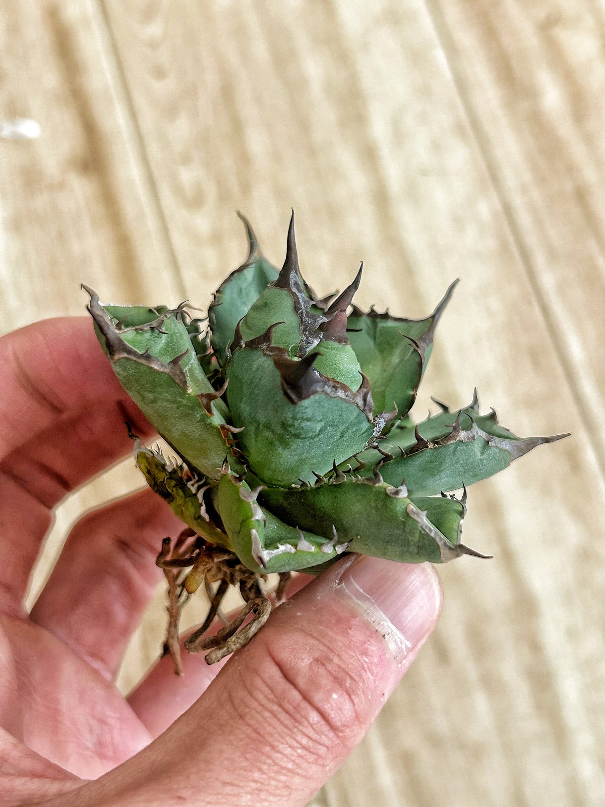 アガベ 胖鯨 パンジン | アガベ専門店 Heart plants.