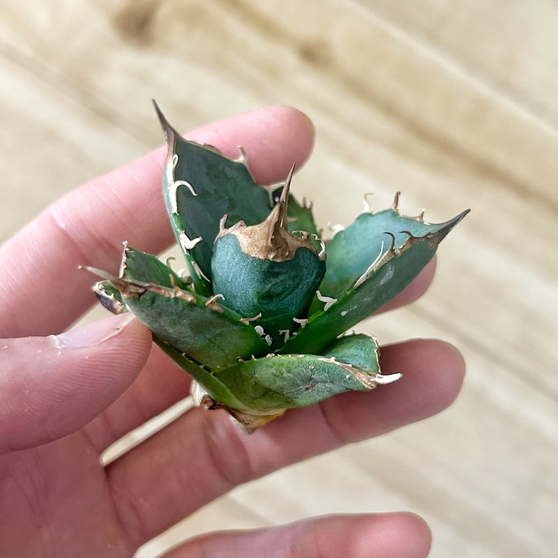 アガベ 緑犀牛 | Heartplants