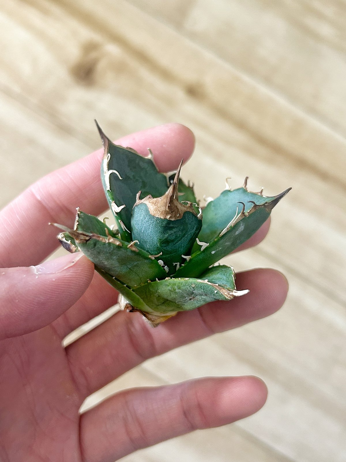 アガベ 緑犀牛 | Heartplants