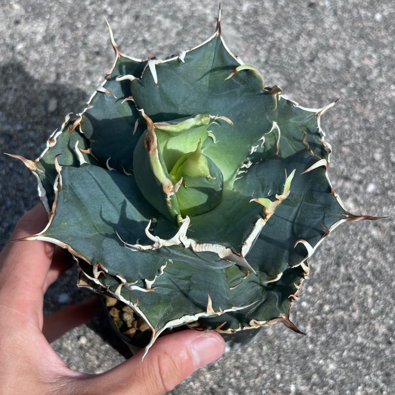 アガベ　大きめの アガベの育成】大きい鉢に植えるのは絶対にNGなのか？大きい鉢に植える