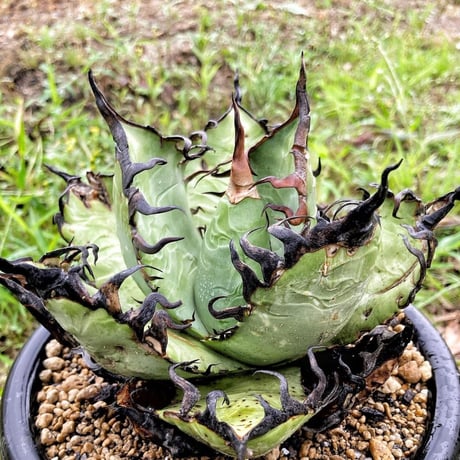 商品 | アガベ専門店 Heart plants.