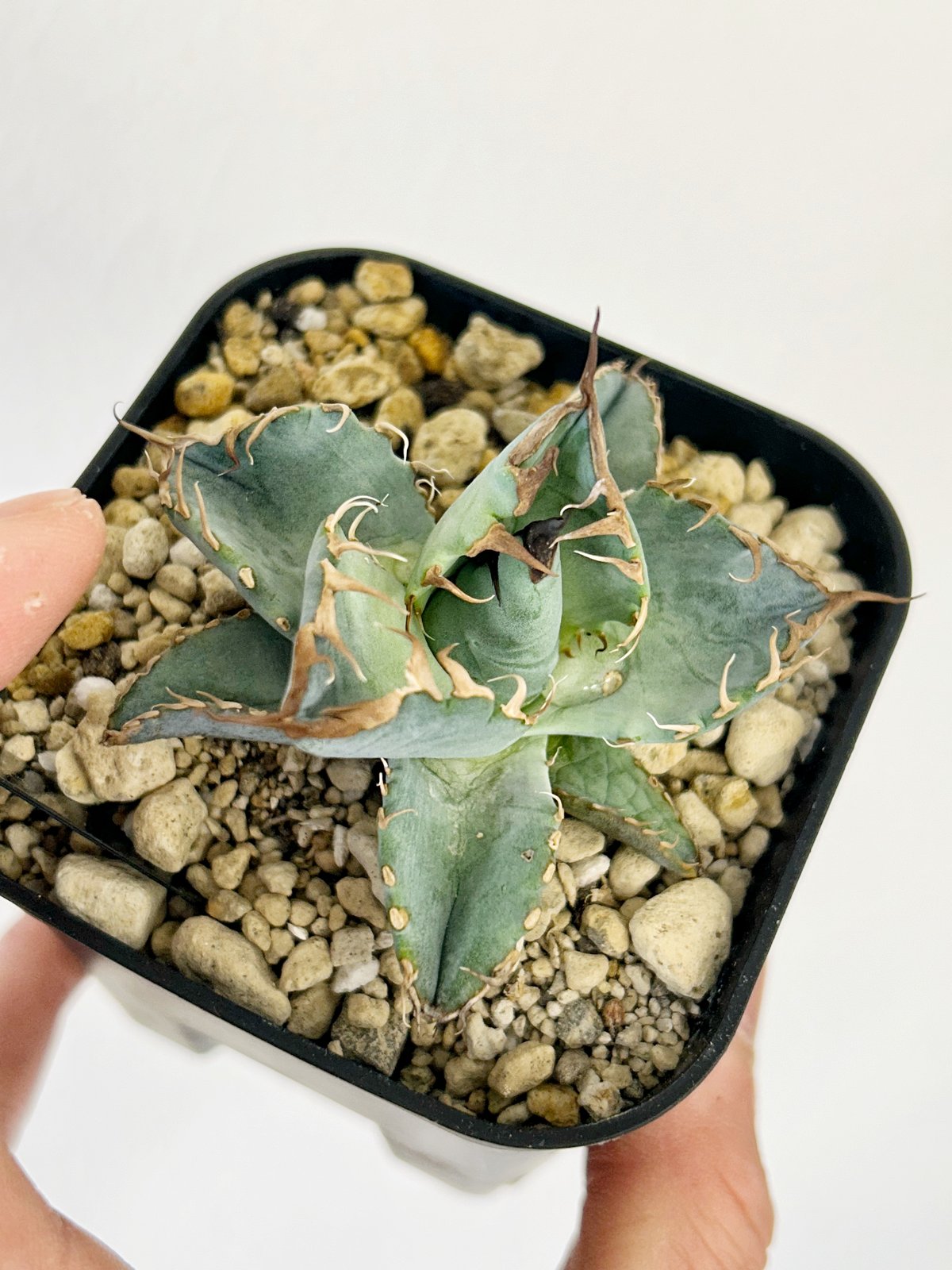 実生　チタノタブルー　強棘　青葉 アガベ フラワー・ガーデニング 実生 チタノタブルー 強棘 青葉