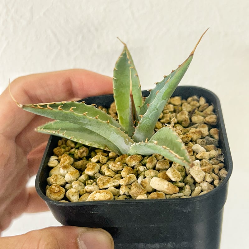 アガベ　エボリスピナ × モンタナ ハイブリッド　エボリモンタナ　中株 アガベ ハイブリッド 