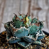 アガベ マクロアカンサ×イシスメンシス ハイブリッド | Heartplants