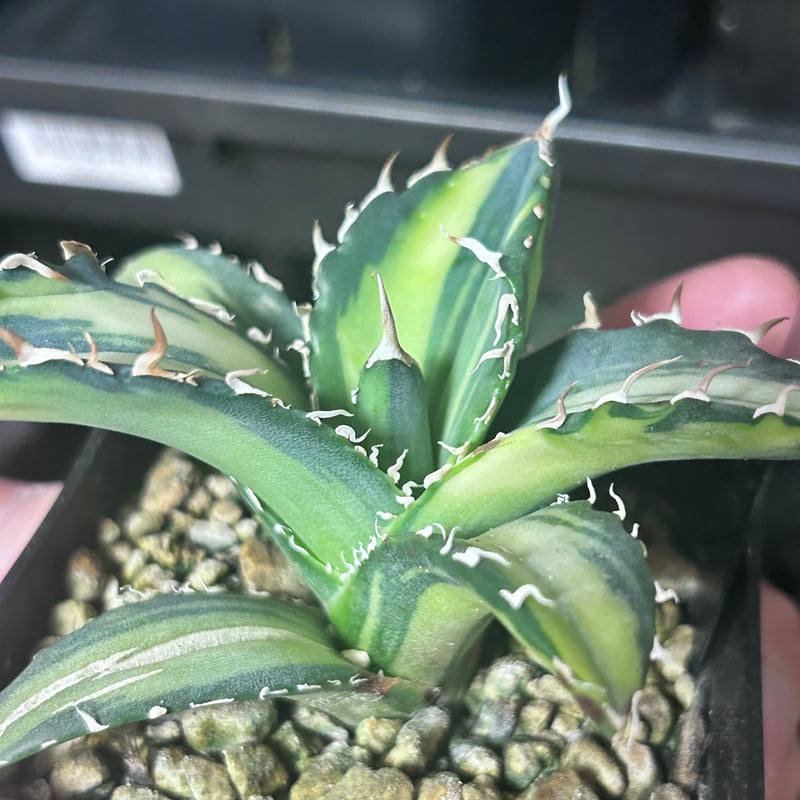 アガベ 氷海inspire 安曇野白鯨斑入 Heartplants育成株 親超え斑入り