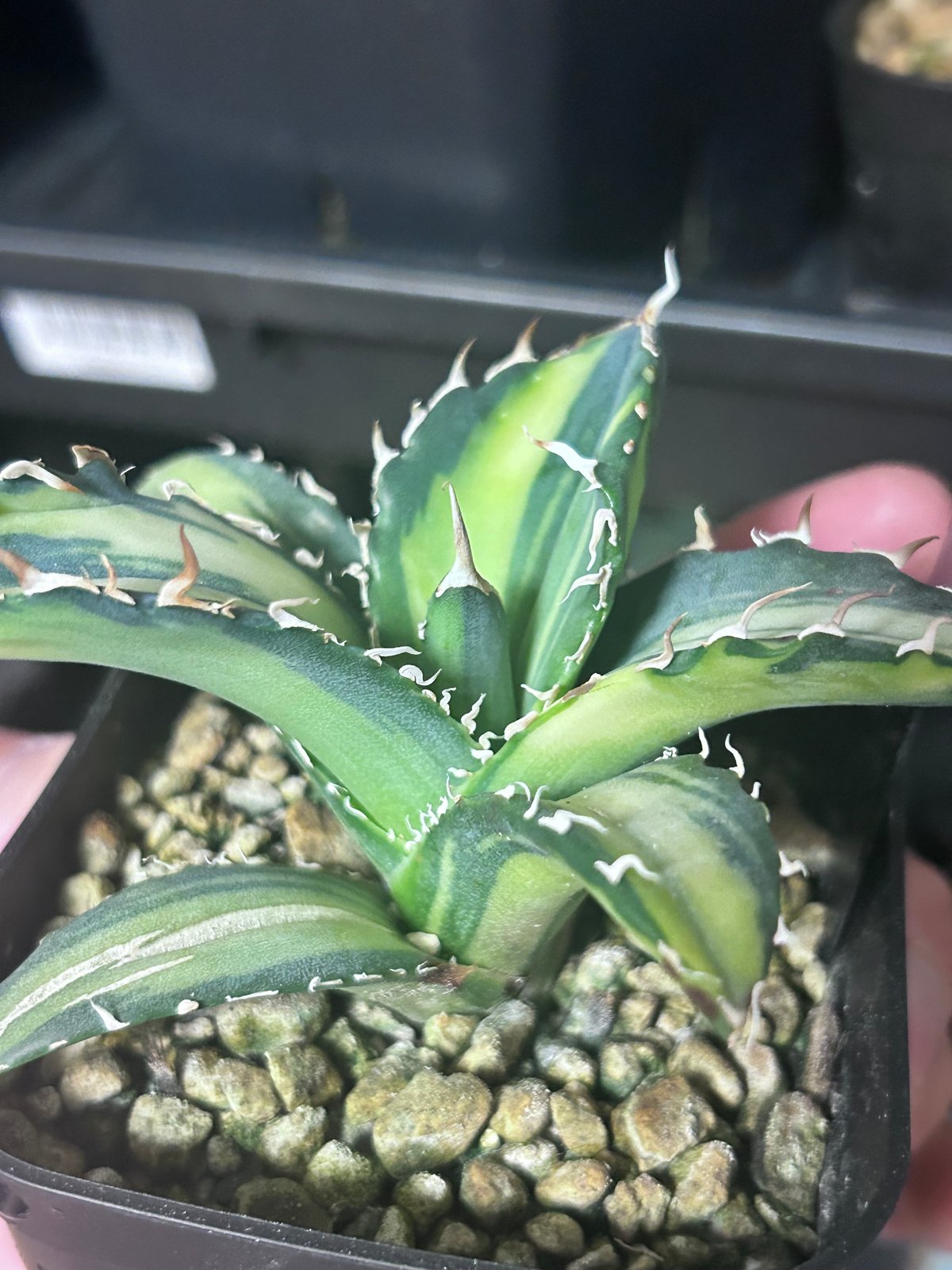 アガベ Coyote Plants 厳選6品 オアハカ・猫斑入り・白鯨・宝珠 アガベ Coyote Plants 厳選6品 オアハカ・猫斑入り・白鯨・宝珠 園芸