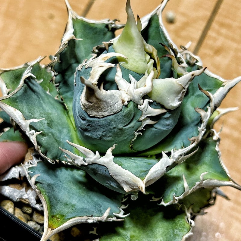 アガベオテロイ 白豪刺 アガベ Heartplantsコレクション白豪棘 子株 オテロイ | アガベ専門店