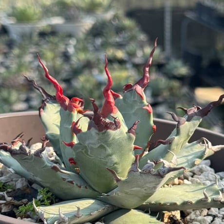 アガベ AGB33 アガベ AGB33 アガベ AGB33 アガベ AGB33 CATEGORY AGAVE -アガベ- | LIT