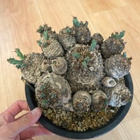 実生　チタノタブルー　強棘　青葉 アガベ チタノタブルー 強棘選抜株④｜Yahoo!フリマ（旧PayPayフリマ）