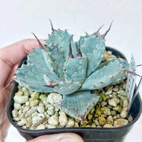 アガベ　白魟甲蟹×妖炎  ワイド葉個体