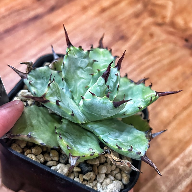 アガベ　マクロアカンサ　大きめ　親株 アガベ・マクロアカンサ（Agave macroacantha）の紹介・育て方