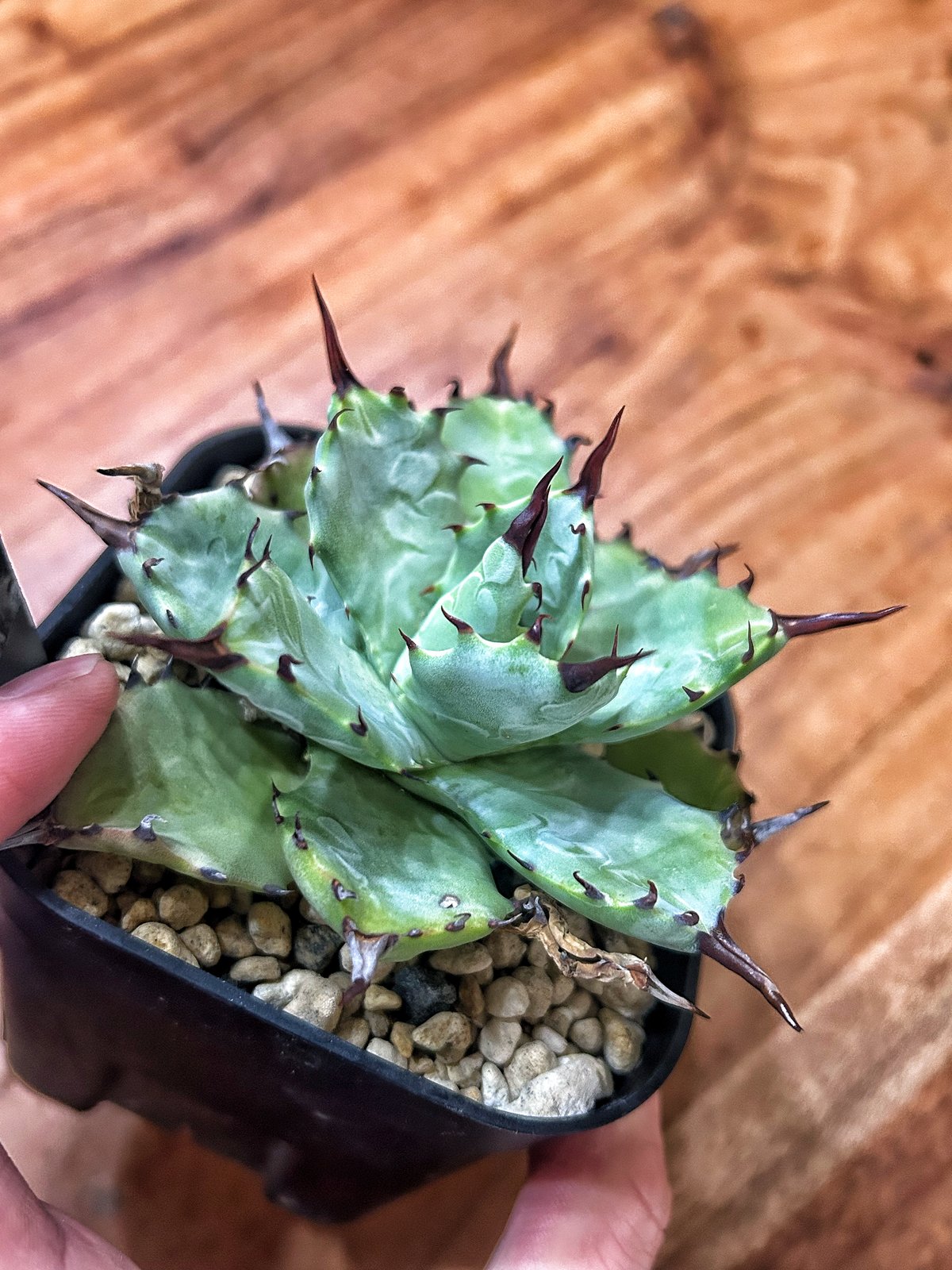 アガベ ハイブリッド（マクロアカンサxイシスメンシス）子株 アガベ ハイブリッド 