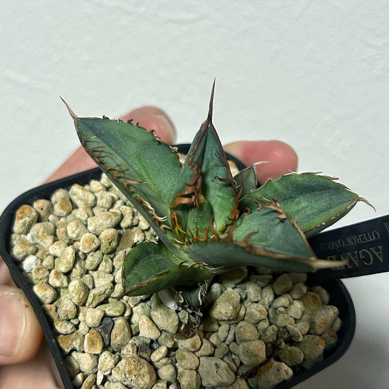 アガベ　オテロイ　北極星　子株 アガベ オテロイ OX009 当店コレクション株 子株 | Heartplants